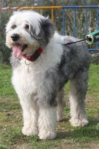 perro_benalmadena