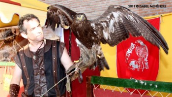 Aguila_Mercado_Medieval_-www-guiadebenalmadena-com El Mercado Medieval contó con una exposición de aves de cetrería