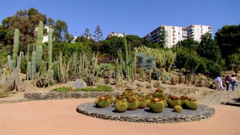 Cactus en el Parque de la Paloma de Arroyo de la Miel (Benalmádena)