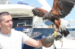 20110908_halcon_puerto_Isabel_Menendez El halcon harris no caza gaviotas, las asusta y espanta